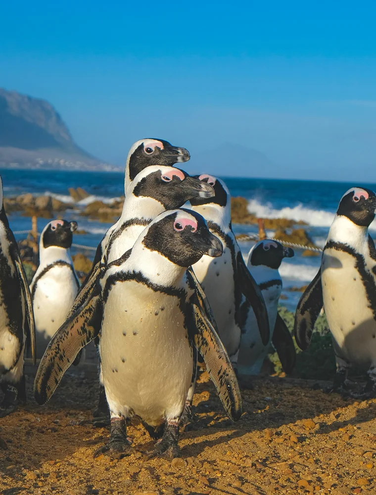 Film Production in South Africa
